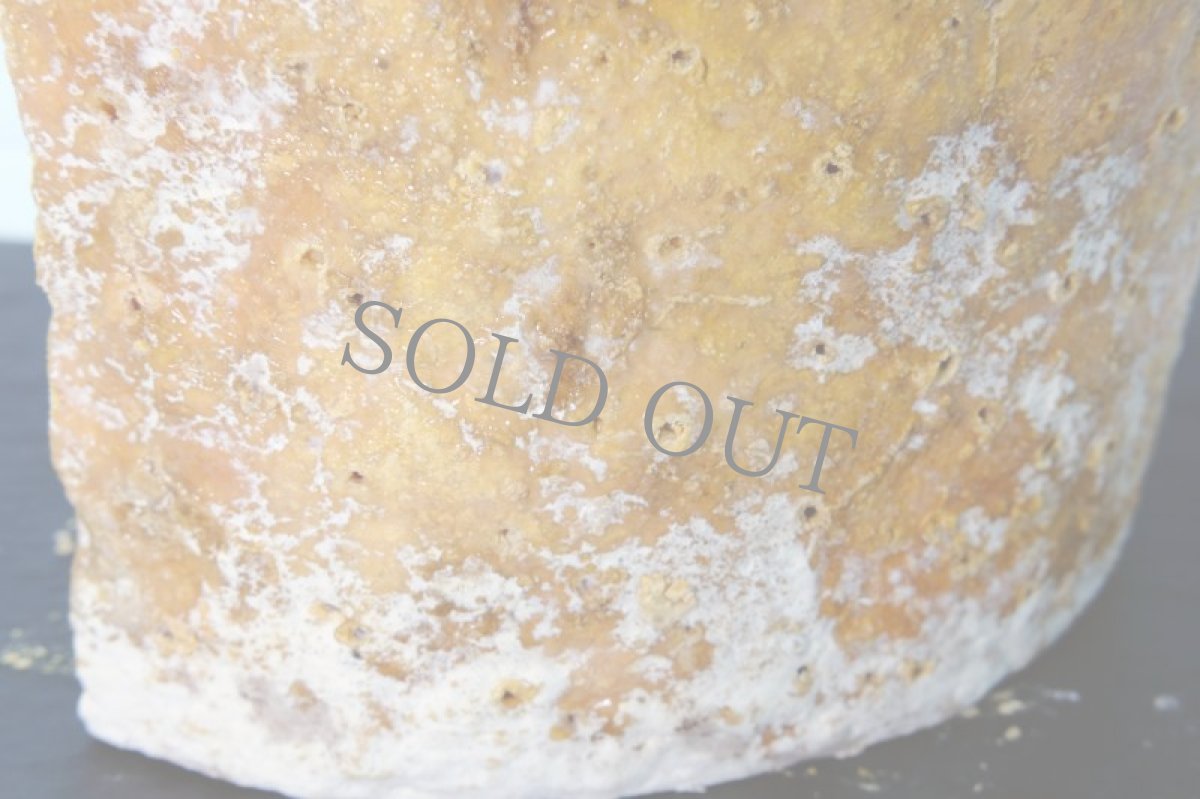 画像3: シュロップシャー コルストン バセット＜SHROPSHIRE COLSTON BASSETT＞ (3)