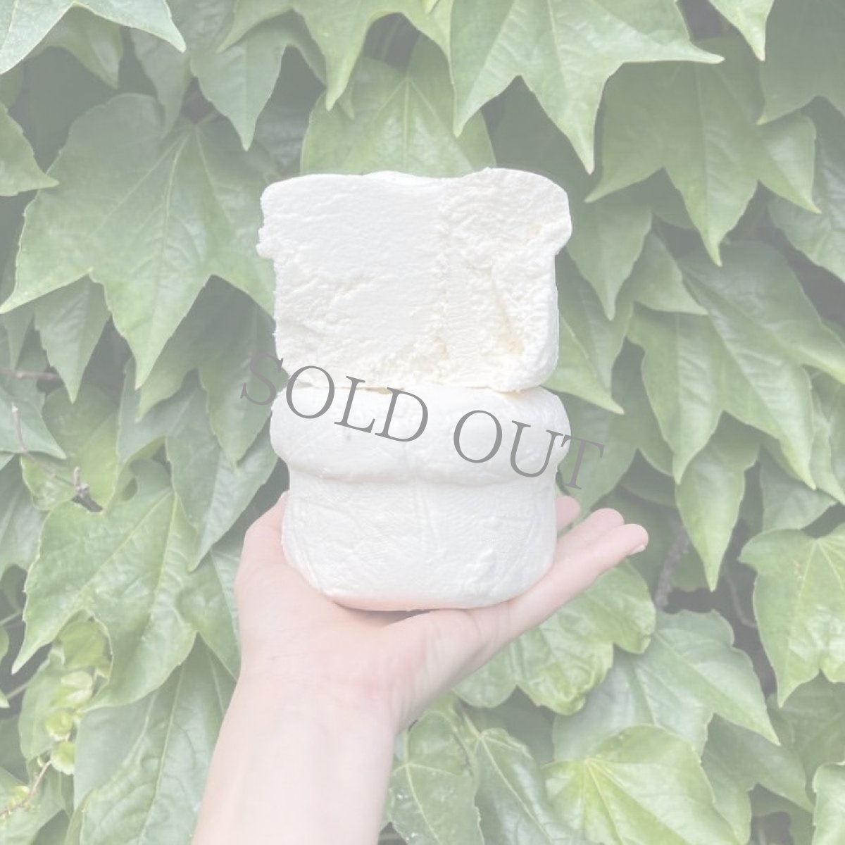 画像3: セブレイロ＜ CEBREIRO＞ (3)