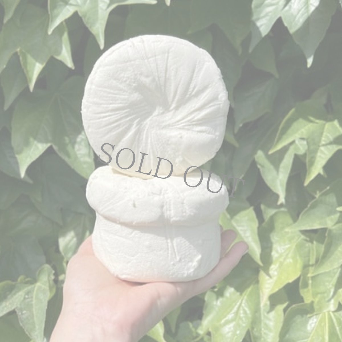 画像2: セブレイロ＜ CEBREIRO＞ (2)