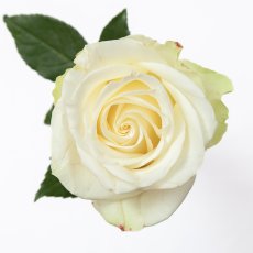 画像7: ＼父の日のギフトやお祝いに！／【4日前までのご予約必須、発送】AFRIKA ROSE×LAMMASコラボギフトボックス3 (7)