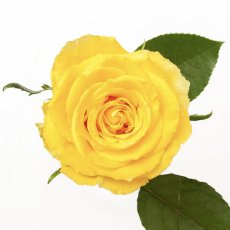 画像8: ＼父の日のギフトやお祝いに！／【4日前までのご予約必須、発送】AFRIKA ROSE×LAMMASコラボギフトボックス3 (8)