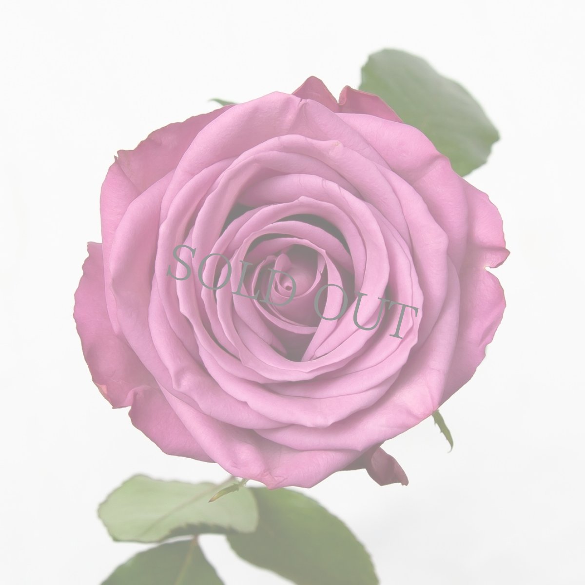 画像4: ＼お祝いやバースデーギフトに！／【4日前までのご予約必須、発送】AFRIKA ROSE×LAMMASコラボギフトボックス5 (4)