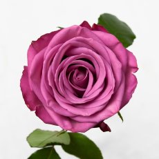 画像4: ＼敬老の日のお祝いやバースデーギフトに！／【4日前までのご予約必須、発送】AFRIKA ROSE×LAMMASコラボギフトボックス5 (4)