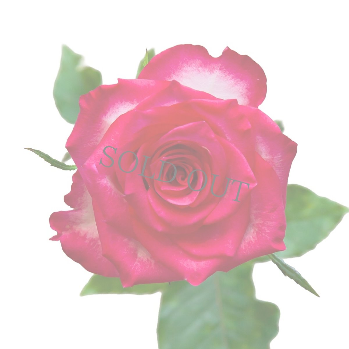 画像3: ＼お祝いやバースデーギフトに！／【4日前までのご予約必須、発送】AFRIKA ROSE×LAMMASコラボギフトボックス5 (3)