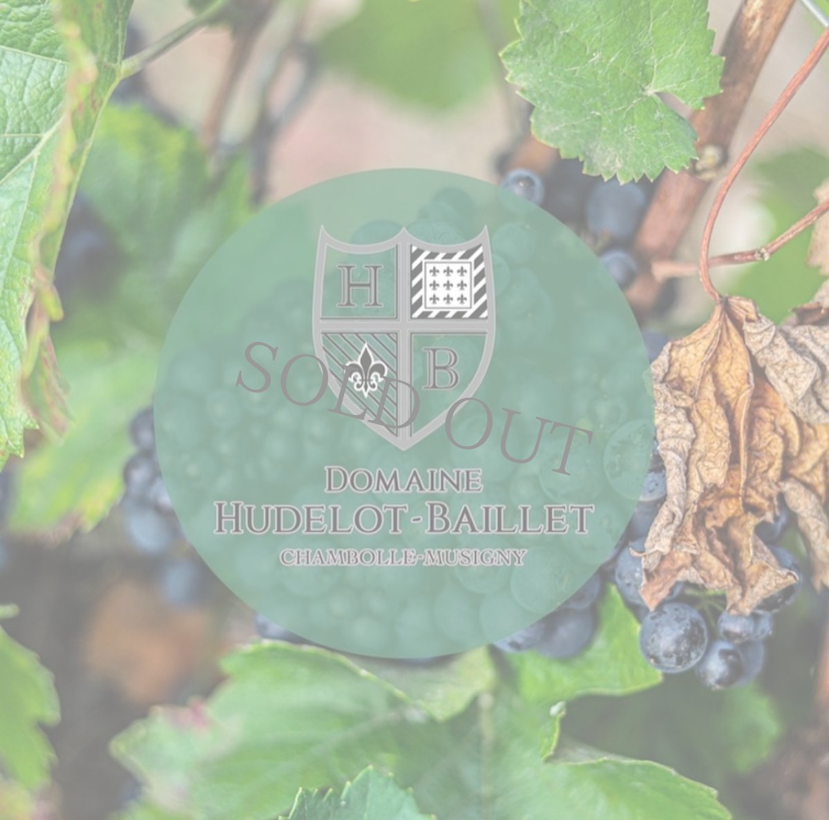 画像11: 《虎ノ門ヒルズ店》12月12(金) 【生産者来日 / ユドロ・バイエ】一般様向け試飲試食会 (11)