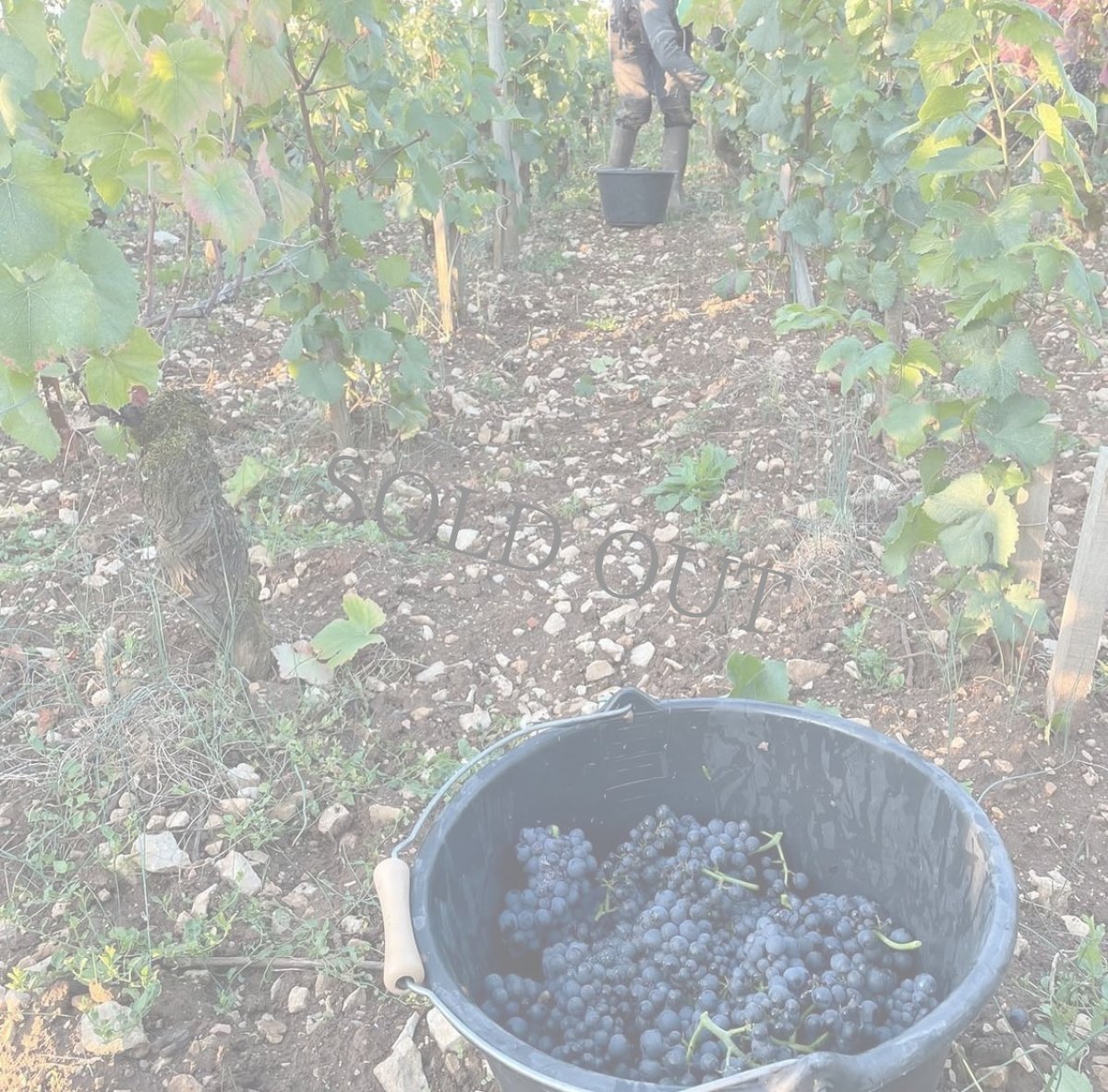 画像10: 《虎ノ門ヒルズ店》12月12(金) 【生産者来日 / ユドロ・バイエ】一般様向け試飲試食会 (10)