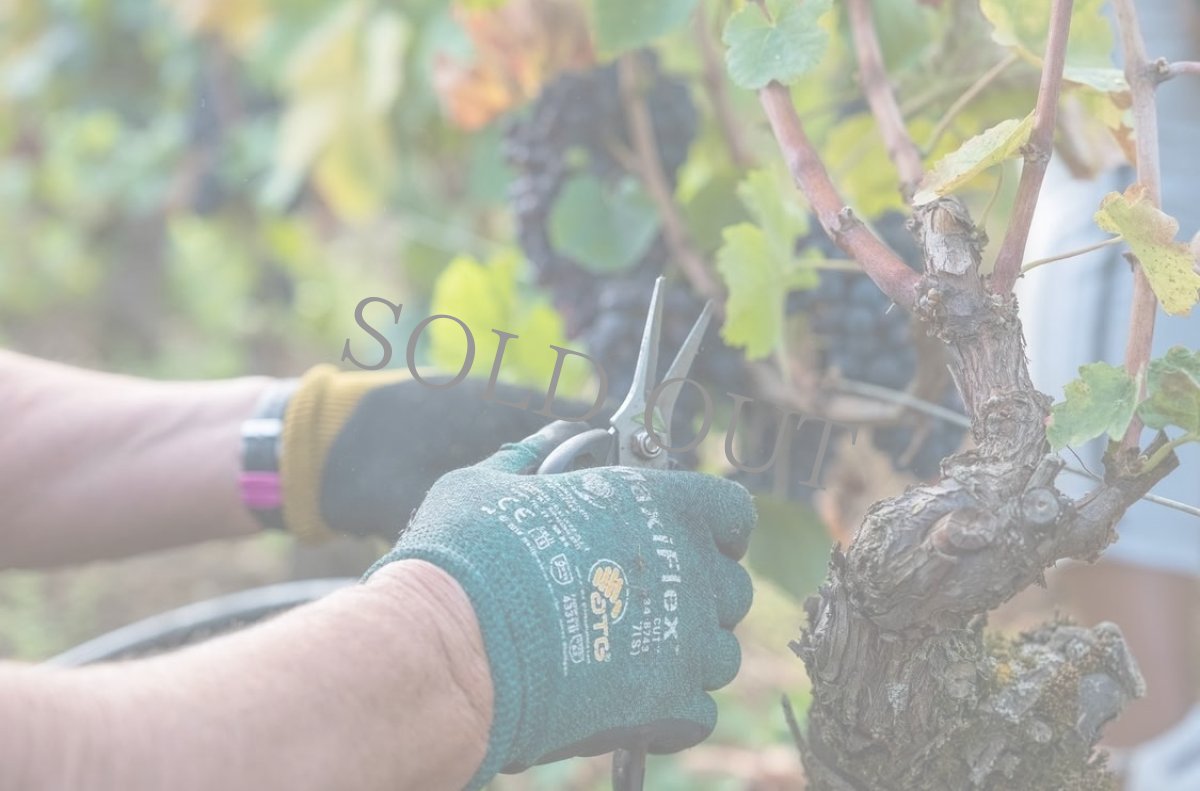 画像5: 《虎ノ門ヒルズ店》12月12(金) 【生産者来日 / ユドロ・バイエ】一般様向け試飲試食会 (5)