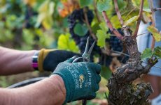 画像3: 《虎ノ門ヒルズ店》12月12(金) 【生産者来日 / ユドロ・バイエ】一般様向け試飲試食会 (3)