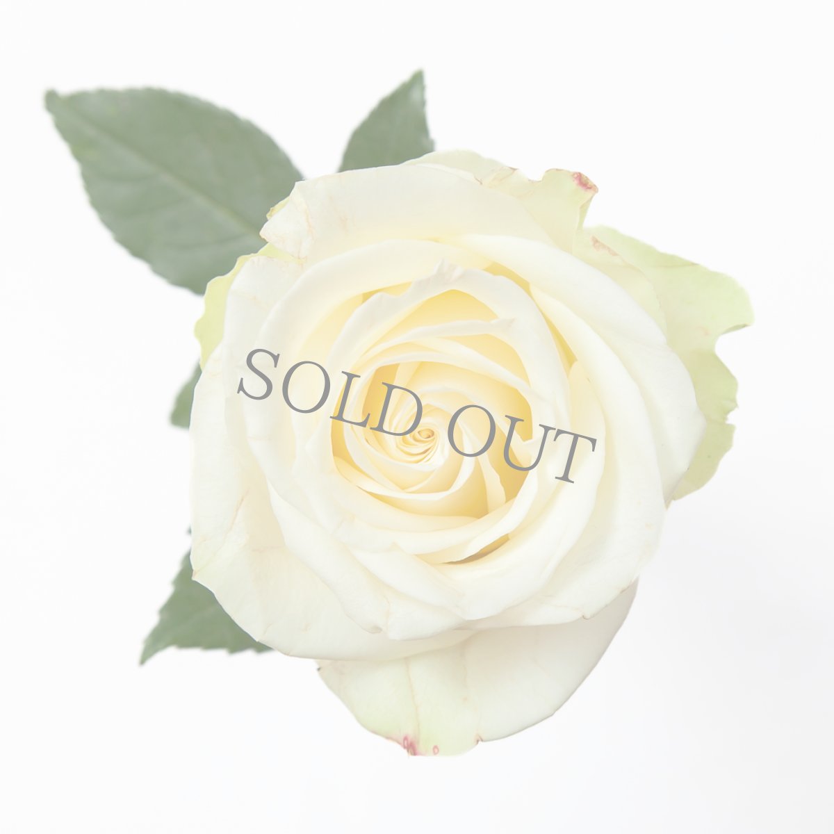 画像5: ＼お祝いやギフトに！／【4日前までのご予約必須、六本木ヒルズ店受取りのみ】AFRIKA ROSE×LAMMASコラボギフトボックス6 (5)