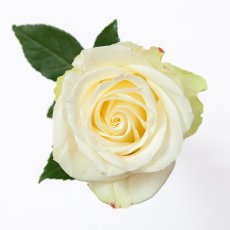 画像5: ＼お祝いやギフトに！／【4日前までのご予約必須、六本木ヒルズ店受取りのみ】AFRIKA ROSE×LAMMASコラボギフトボックス6 (5)