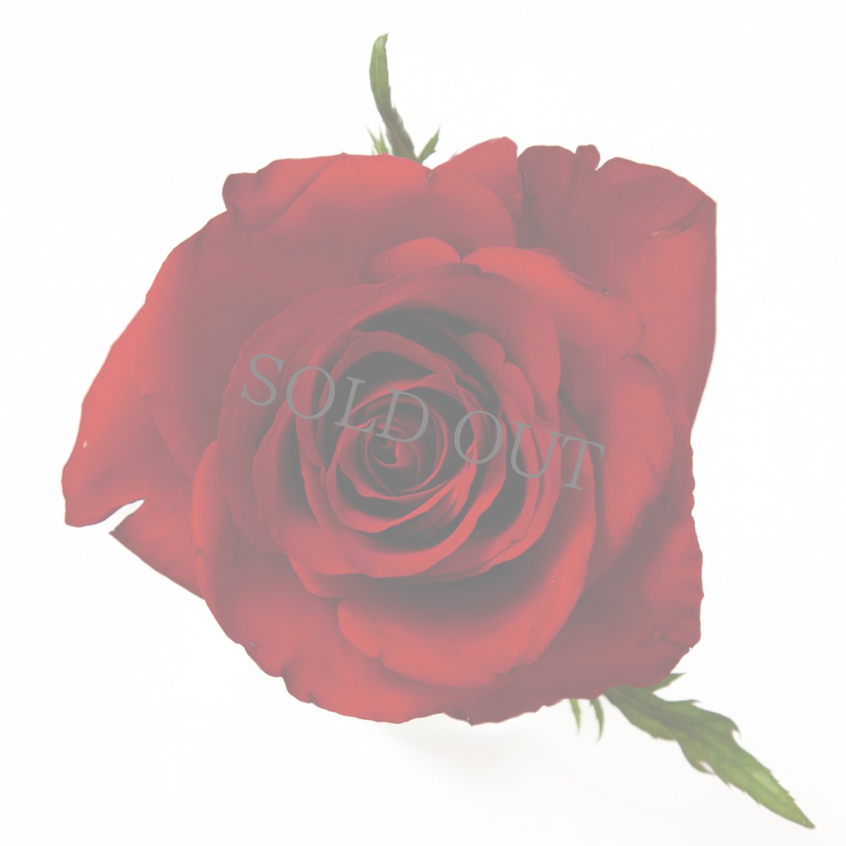 画像3: ＼お祝いやギフトに！／【4日前までのご予約必須、六本木ヒルズ店受取りのみ】AFRIKA ROSE×LAMMASコラボギフトボックス6 (3)