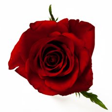 画像3: ＼お祝いやギフトに！／【4日前までのご予約必須、六本木ヒルズ店受取りのみ】AFRIKA ROSE×LAMMASコラボギフトボックス6 (3)