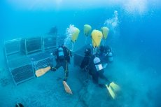 画像8: 【期間限定】SUBRINA×LAMMAS 海底熟成ワインとチーズ熟成士が手がけるチーズのペアリングセット (8)